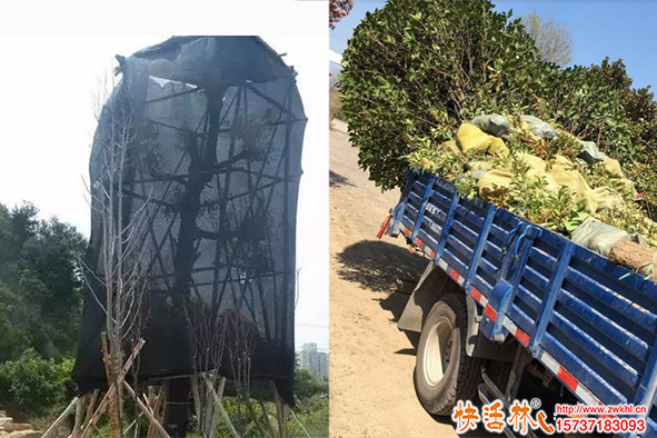 夏季干热风脱水严重怎么办？快活林抗蒸腾剂为花草树木安全保鲜